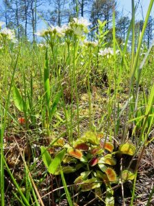 Venus fly trap natural environment