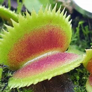 Saw-Toothed Flytraps