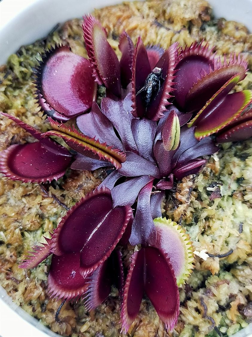 1x Large Adult Plant: Red Dragon Venus Flytrap “Akai Ryu” Dionaea Muscipula  Cultivar