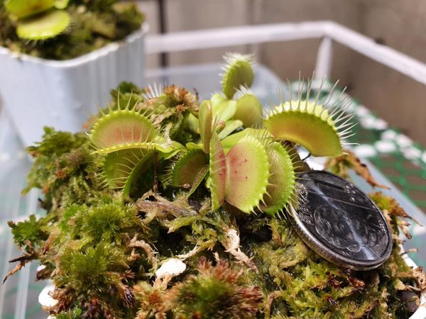 1 X Dionea Venus Fly Trap Indoor Carnivorous Plant Ideal for Home