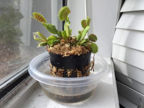 3x Well-Started Plants: Giant Venus Flytrap “B52” Dionaea Muscipula Cultivar photo review