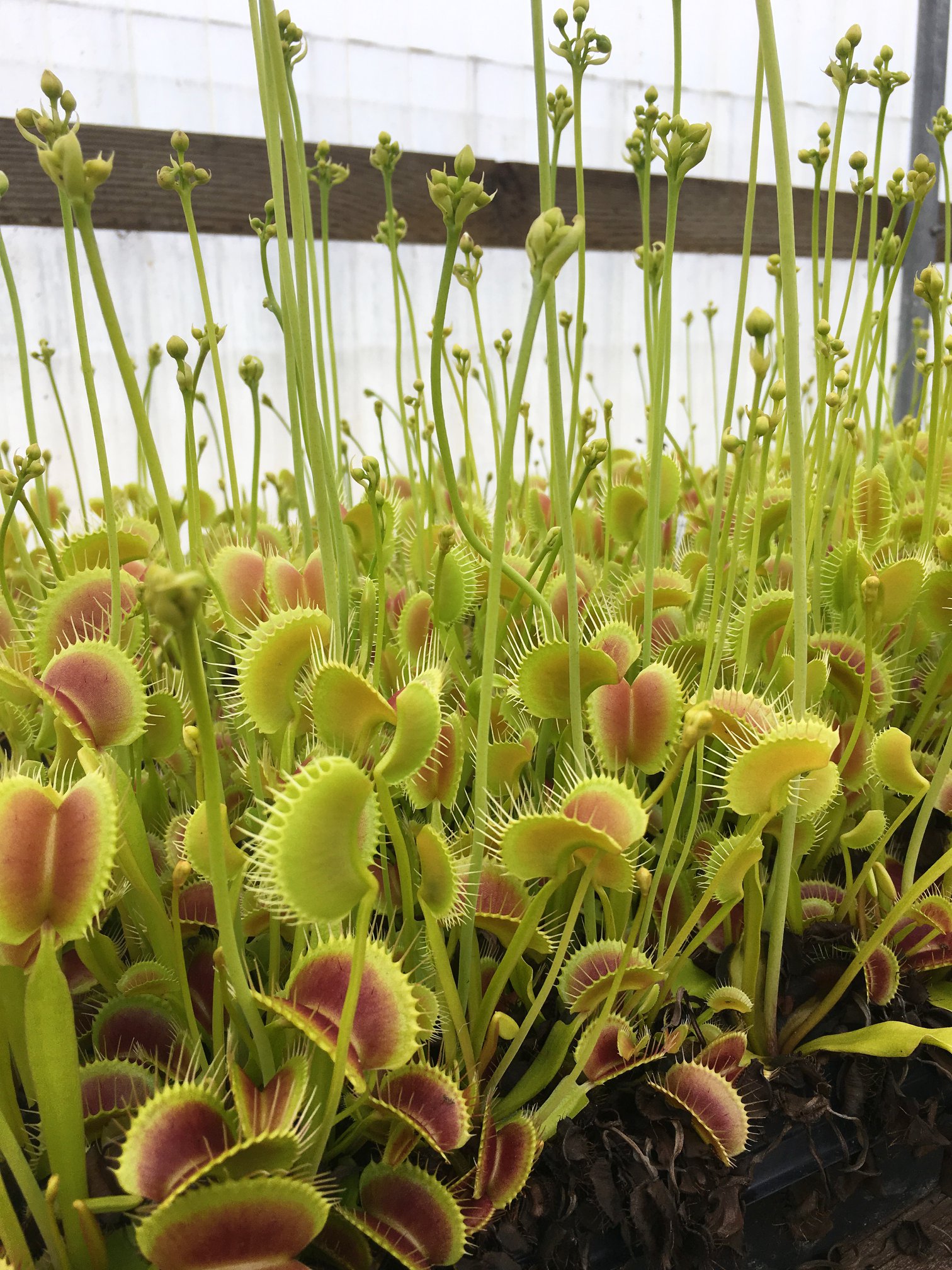 1x Adult Plant: Giant Venus Flytrap “King Henry” Dionaea Muscipula Cultivar