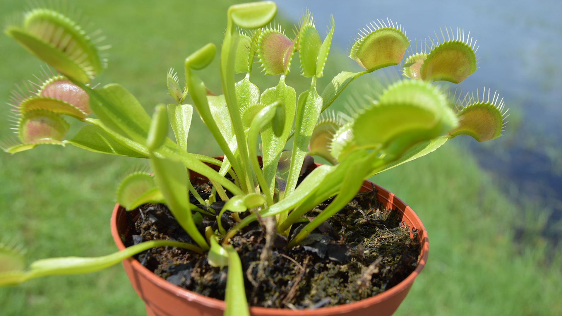 1 X Dionea Venus Fly Trap Indoor Carnivorous Plant Ideal for Home or Office  9cm -  Hong Kong