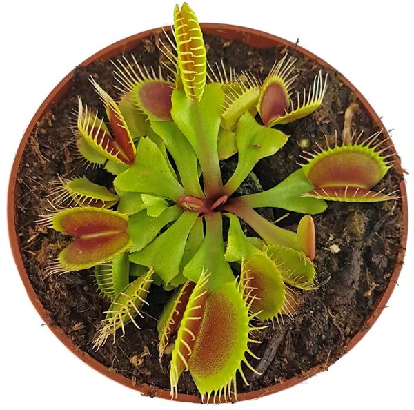 20x Dionaea Muscipula Giant Clip Venus Flytrap Flower Carnivorous Seeds Mgic 