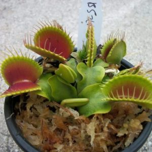 Venus Flytraps