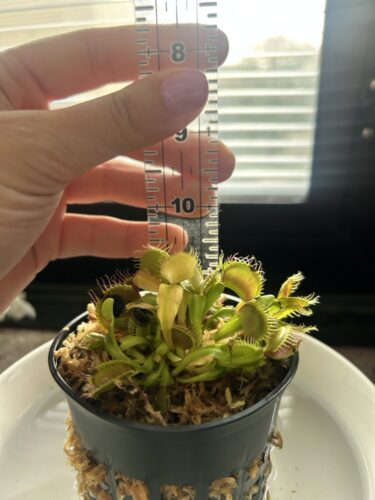 Click to view full screen Large Adult Plant: Giant Venus Flytrap "B52" Dionaea Muscipula Cultivar photo review
