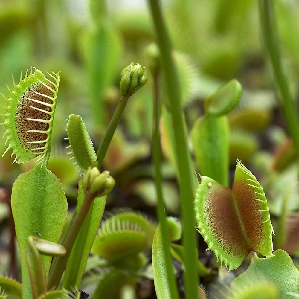 Growing Venus Flytraps from seeds