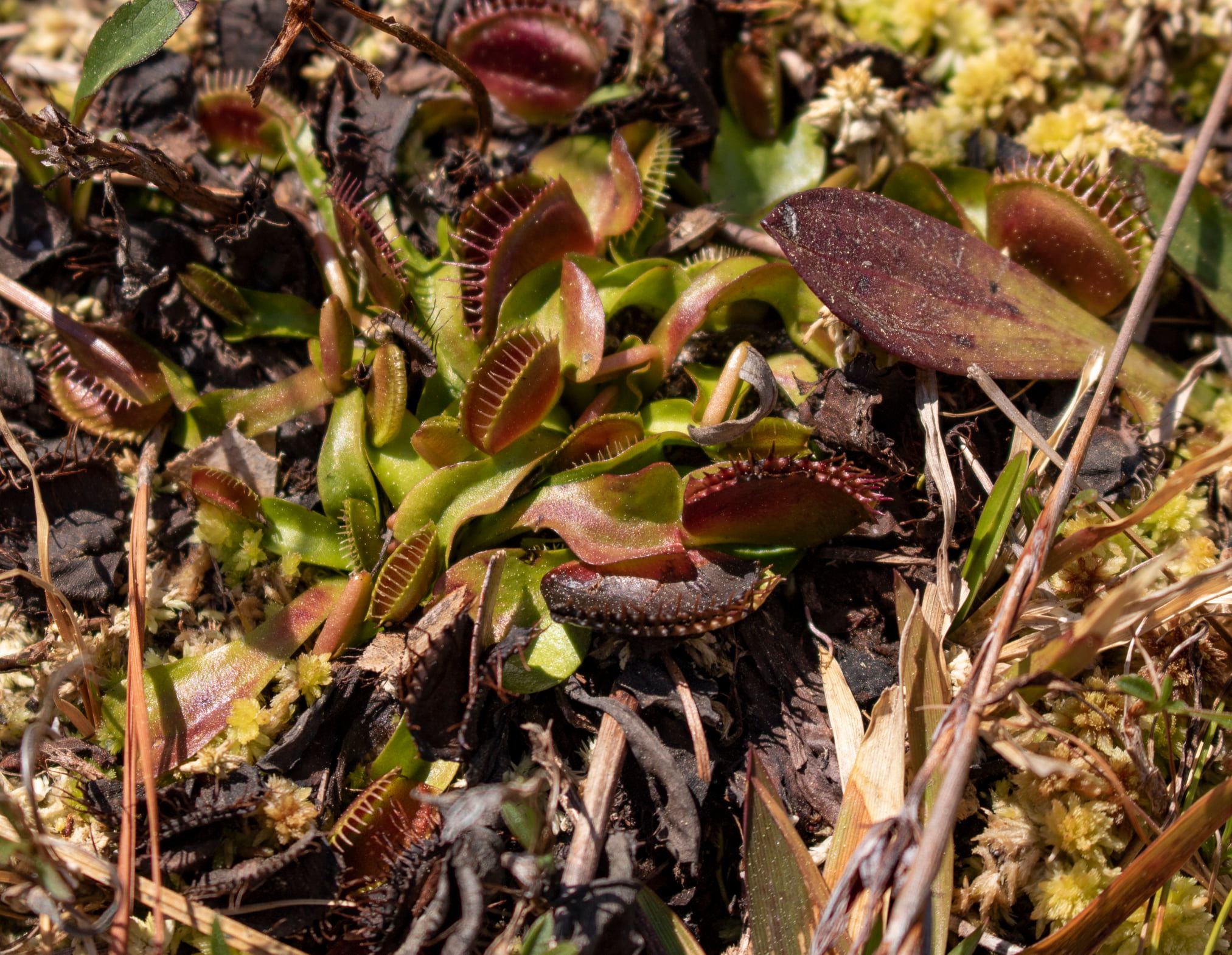 Can Venus Flytraps survive natural forest fires?