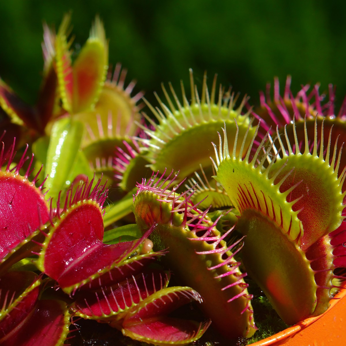 Can Venus Flytraps be shipped internationally between countries