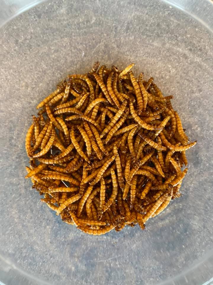 Freeze Dried Mealworms For Venus Flytraps, Pitcher Plants