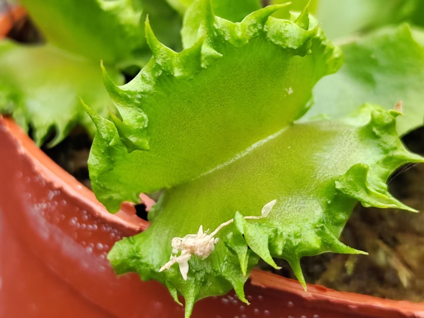 Adult Plant: Venus Flytrap “Chinese Dumpling” Dionaea Muscipula Cultivar, Green Variant - Image 7