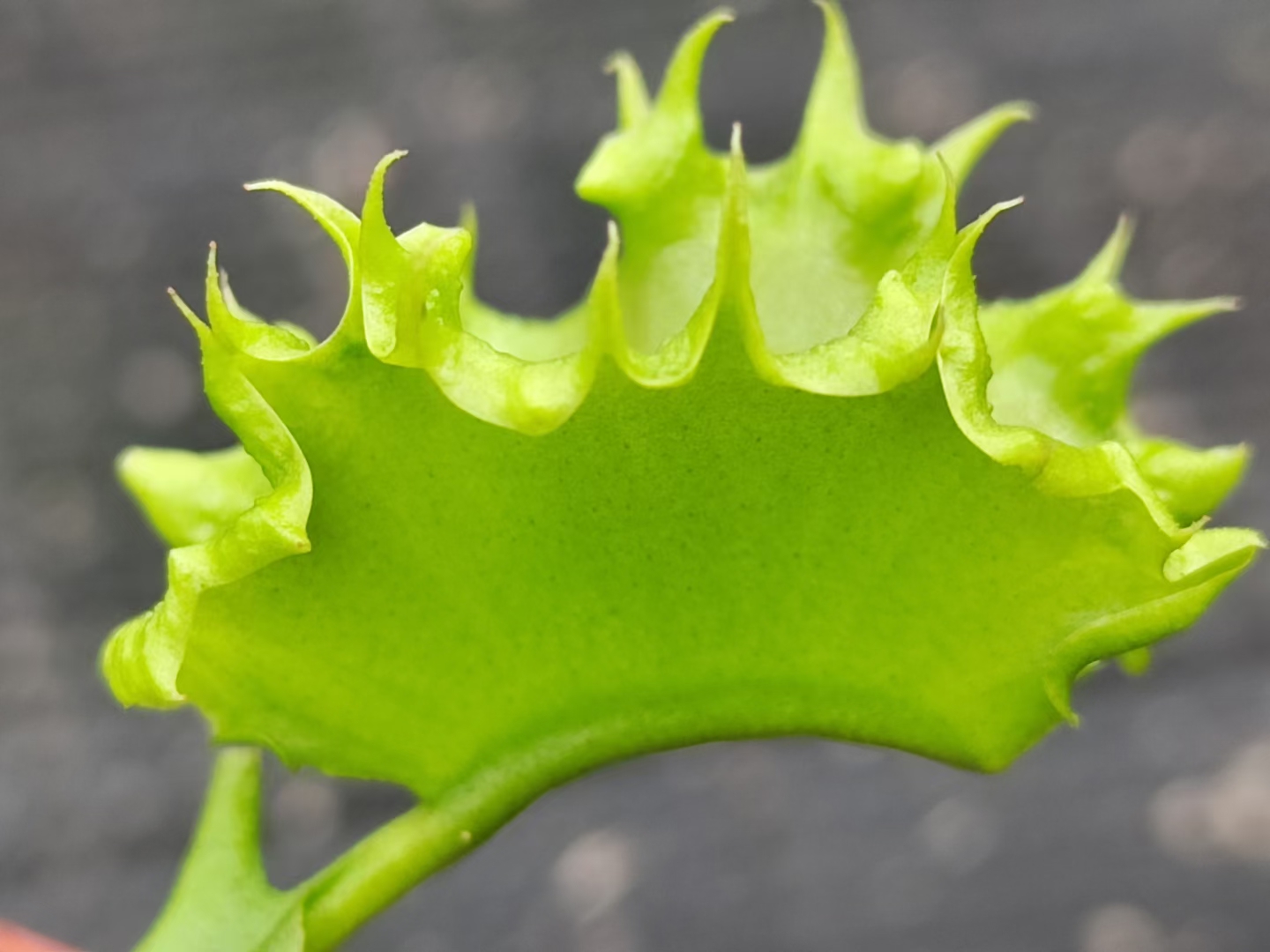Adult Plant: Venus Flytrap “Chinese Dumpling” Dionaea Muscipula Cultivar, Green Variant - Image 3