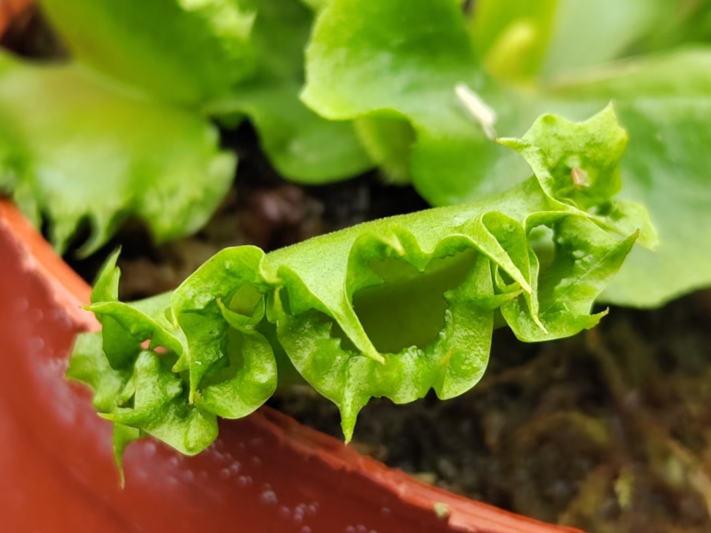 Adult Plant: Venus Flytrap “Chinese Dumpling” Dionaea Muscipula Cultivar, Green Variant - Image 2