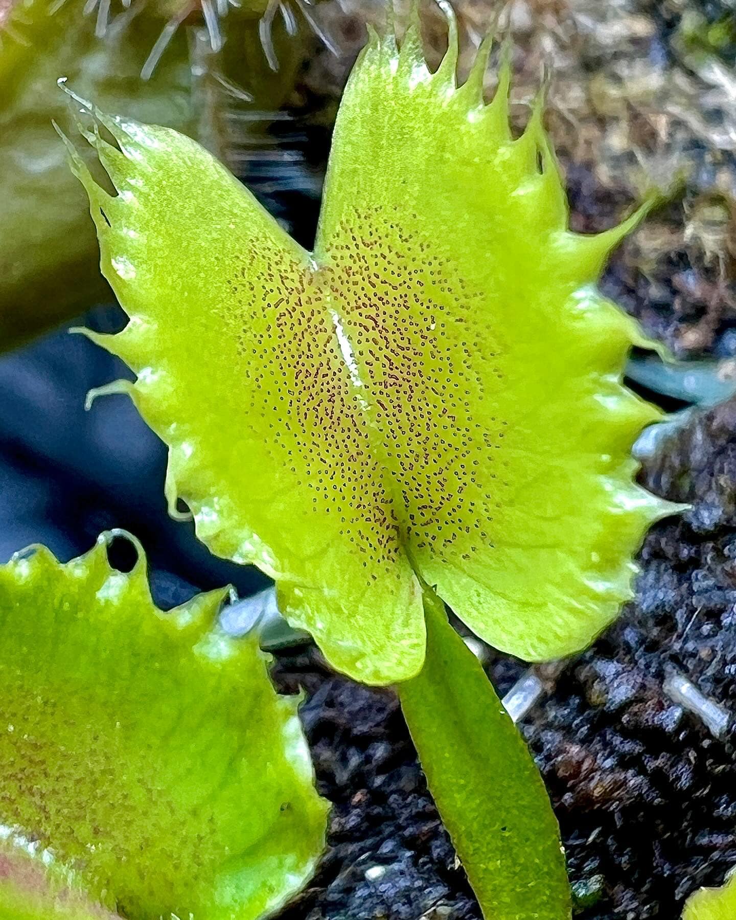 Adult Plant: Venus Flytrap “Chinese Dumpling” Dionaea Muscipula Cultivar, Green Variant - Image 5