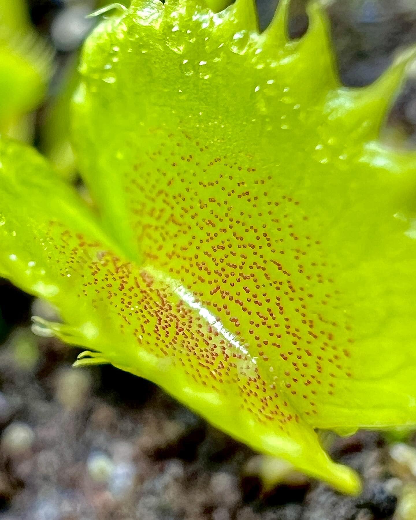 Adult Plant: Venus Flytrap “Chinese Dumpling” Dionaea Muscipula Cultivar, Green Variant - Image 6
