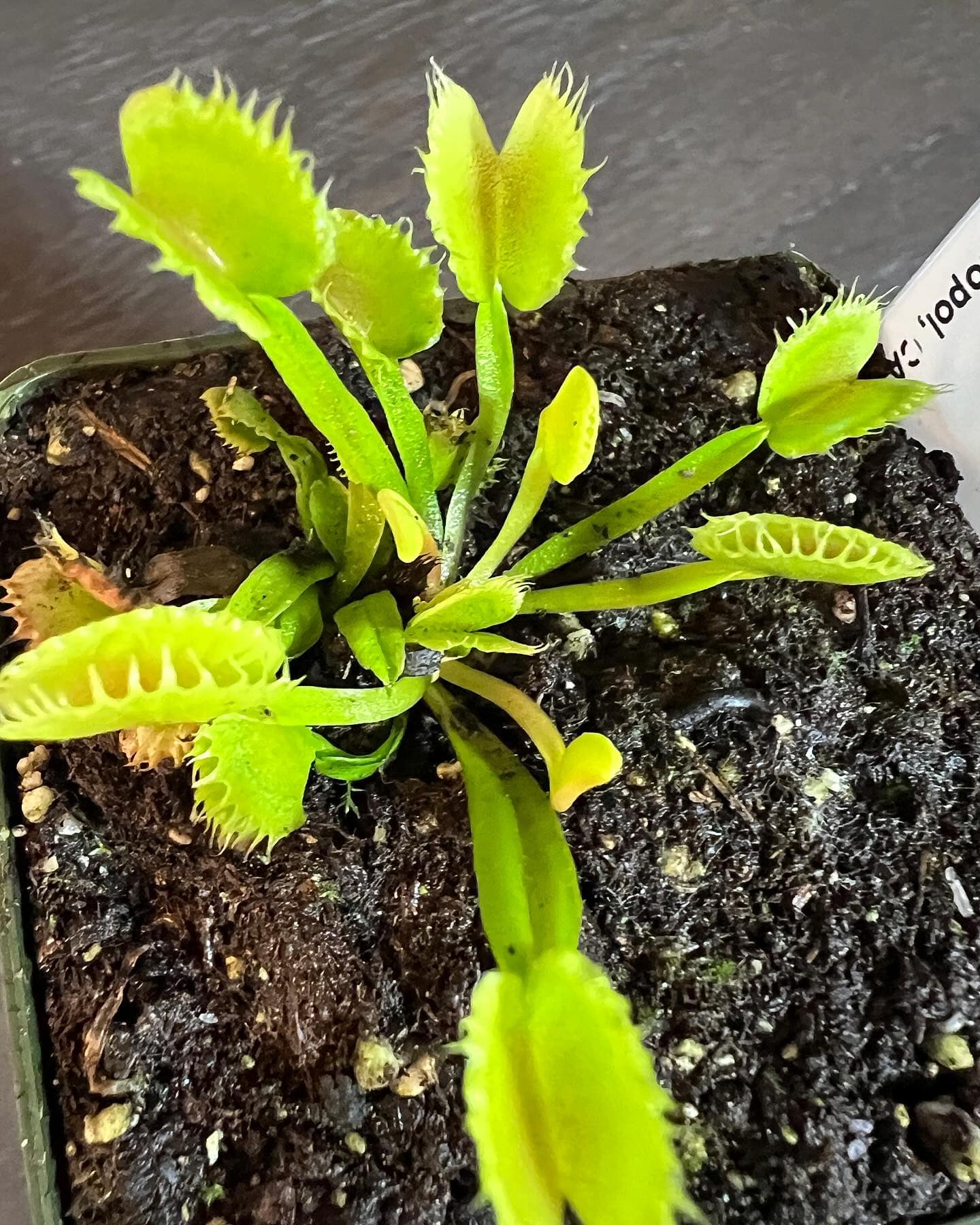 Adult Plant: Venus Flytrap “Chinese Dumpling” Dionaea Muscipula Cultivar, Green Variant - Image 4