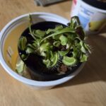 Large Adult Plant: Giant Venus Flytrap “Green Giant” Dionaea Muscipula Cultivar photo review
