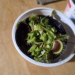 Large Adult Plant: Giant Venus Flytrap “Green Giant” Dionaea Muscipula Cultivar photo review