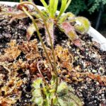 Spoonleaved Sundew (Drosera Spatulata) photo review