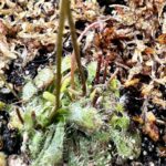 Spoonleaved Sundew (Drosera Spatulata) photo review