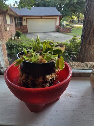 Large Adult Plant: Giant Venus Flytrap "B52" Dionaea Muscipula Cultivar photo review