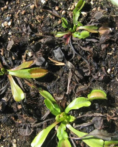 Adult Plant: Giant Venus Flytrap “King Henry” Dionaea Muscipula Cultivar photo review