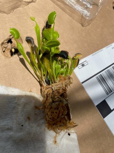 Click to view full screen 3x Well-Started Plants: Giant Venus Flytrap “Flexx” Dionaea Muscipula Cultivar photo review