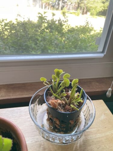 Adult Plant: Short-Toothed Venus Flytrap “Dente” Dionaea Muscipula Cultivar photo review
