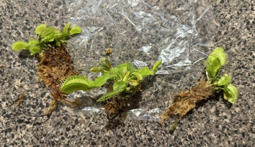 Click to view full screen 3x Well-Started Plants: Giant Venus Flytrap “Green Giant” Dionaea Muscipula Cultivar photo review