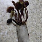 Large Adult Plant: Red Dragon Venus Flytrap “Akai Ryu” Dionaea Muscipula Cultivar photo review