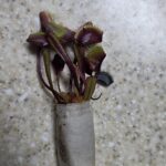 Large Adult Plant: Red Dragon Venus Flytrap “Akai Ryu” Dionaea Muscipula Cultivar photo review