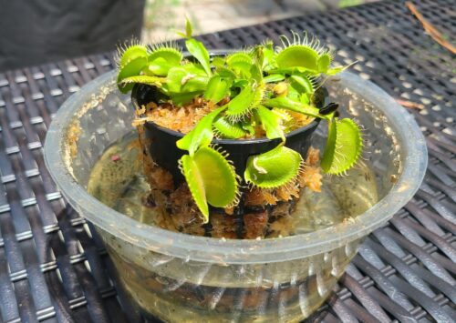 Click to view full screen Large Adult Plant: Giant Venus Flytrap "B52" Dionaea Muscipula Cultivar photo review