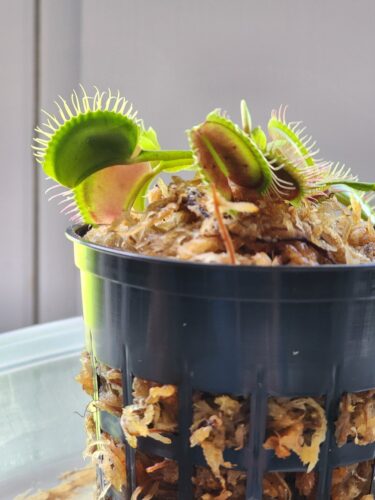 Click to view full screen Large Adult Plant: Giant Venus Flytrap "B52" Dionaea Muscipula Cultivar photo review