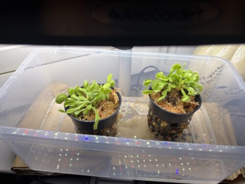 Click to view full screen 3x Well-Started Plants: Giant Venus Flytrap “Green Giant” Dionaea Muscipula Cultivar photo review
