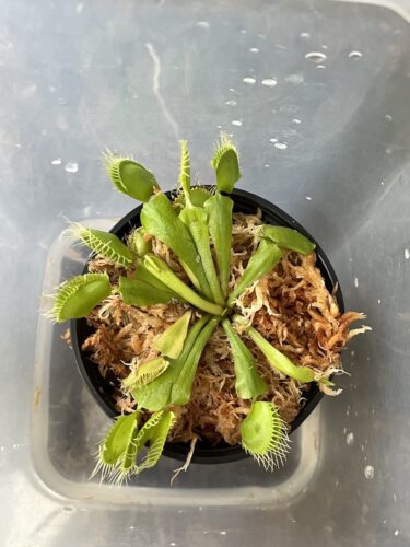 Click to view full screen Large Adult Plant: Giant Venus Flytrap "B52" Dionaea Muscipula Cultivar photo review