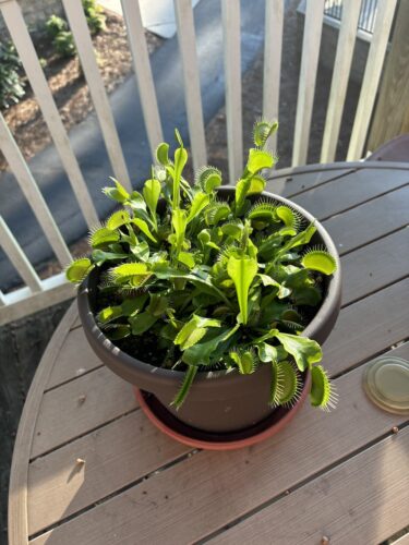 Click to view full screen 3x Well-Started Plants: Giant Venus Flytrap “King Henry” Dionaea Muscipula Cultivar photo review