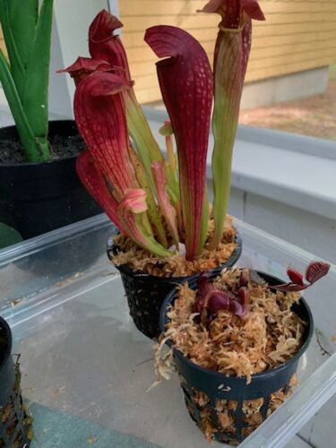 Adult Bug Bat Pitcher Plant (Sarracenia x Bug Bat) photo review