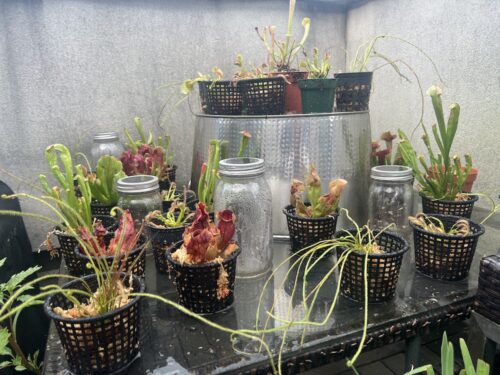 Adult Purple Pitcher Plant (Sarracenia Purpurea Venosa), Classic Variant photo review