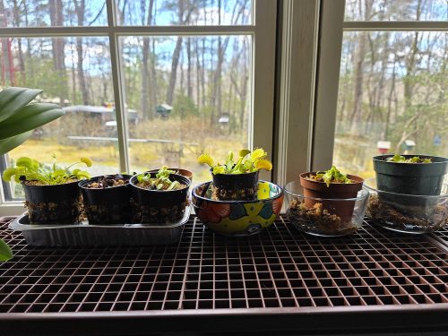 Large Adult Plant: Giant Venus Flytrap "B52" Dionaea Muscipula Cultivar photo review