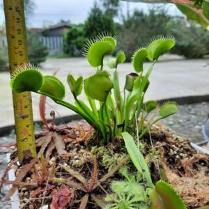 Large Adult Plant: Giant Venus Flytrap "Towering Giant" Dionaea Muscipula Cultivar