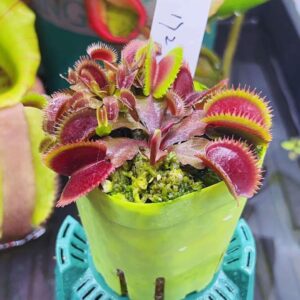 Large Adult Plant: Venus Flytrap "Maroon Monster" Dionaea Muscipula