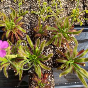 Giant Cape Sundew, "Hercules" (Drosera capensis)