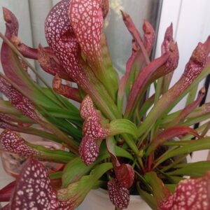 Sarracenia Scarlet Belle