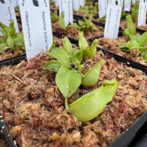 Nepenthes Addie's Fangs